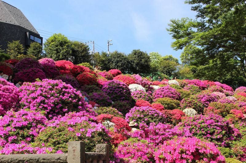 根津神社のつつじ