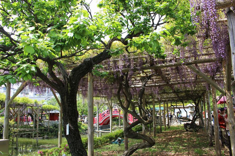 藤棚と太鼓橋(女橋)