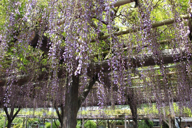 亀戸天神社の藤の花