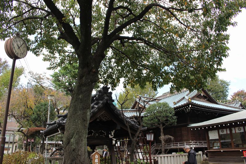 白山神社の手水舎と社務所と社殿
