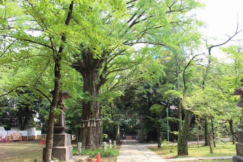 赤坂氷川神社の境内と大銀杏